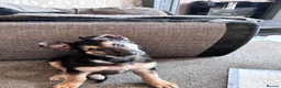 Mixed Breed dogs for sale: 10 week old male German shepherd x border collie  - Advert 4