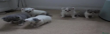 British Shorthair Kitten 2