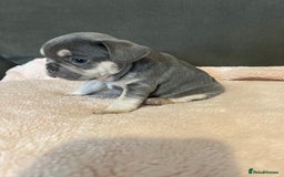 French Bulldog dogs for sale: 💙 French bulldog pups kc reg lilac and tan   - Image 3