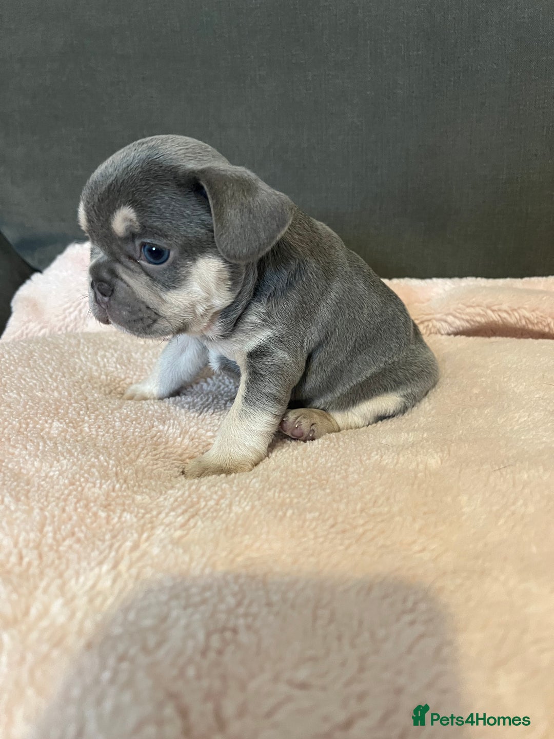 French Bulldog dogs for sale: 💙 French bulldog pups kc reg lilac and tan   - Image 3