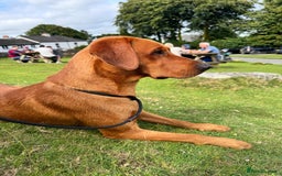 Labrador Retriever dogs for stud: Striking KC Fox Red Labrador Available for Stud  - Image 4