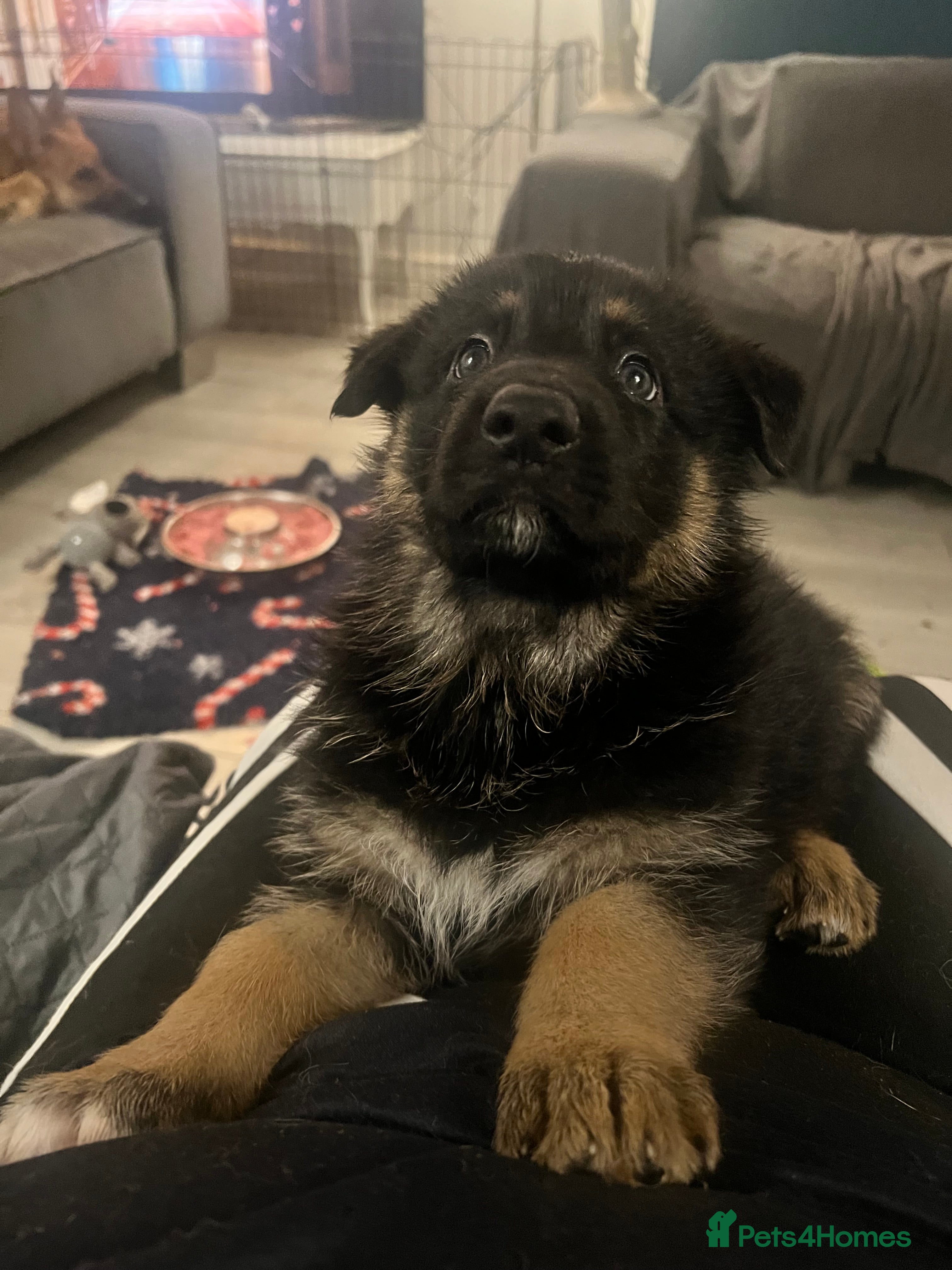German Shepherd dogs Beautiful KC REG German Shepherd Pups  - Advert 3