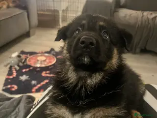 German Shepherd dogs Beautiful KC REG German Shepherd Pups - Advert 3