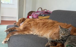 Mixed Breed cats for sale: 6 month old for re home  - Advert 5