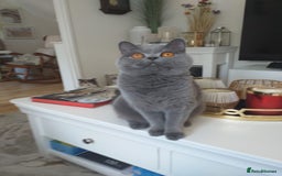 British Shorthair cats for sale: Blue British Shorthair Female - Image 2