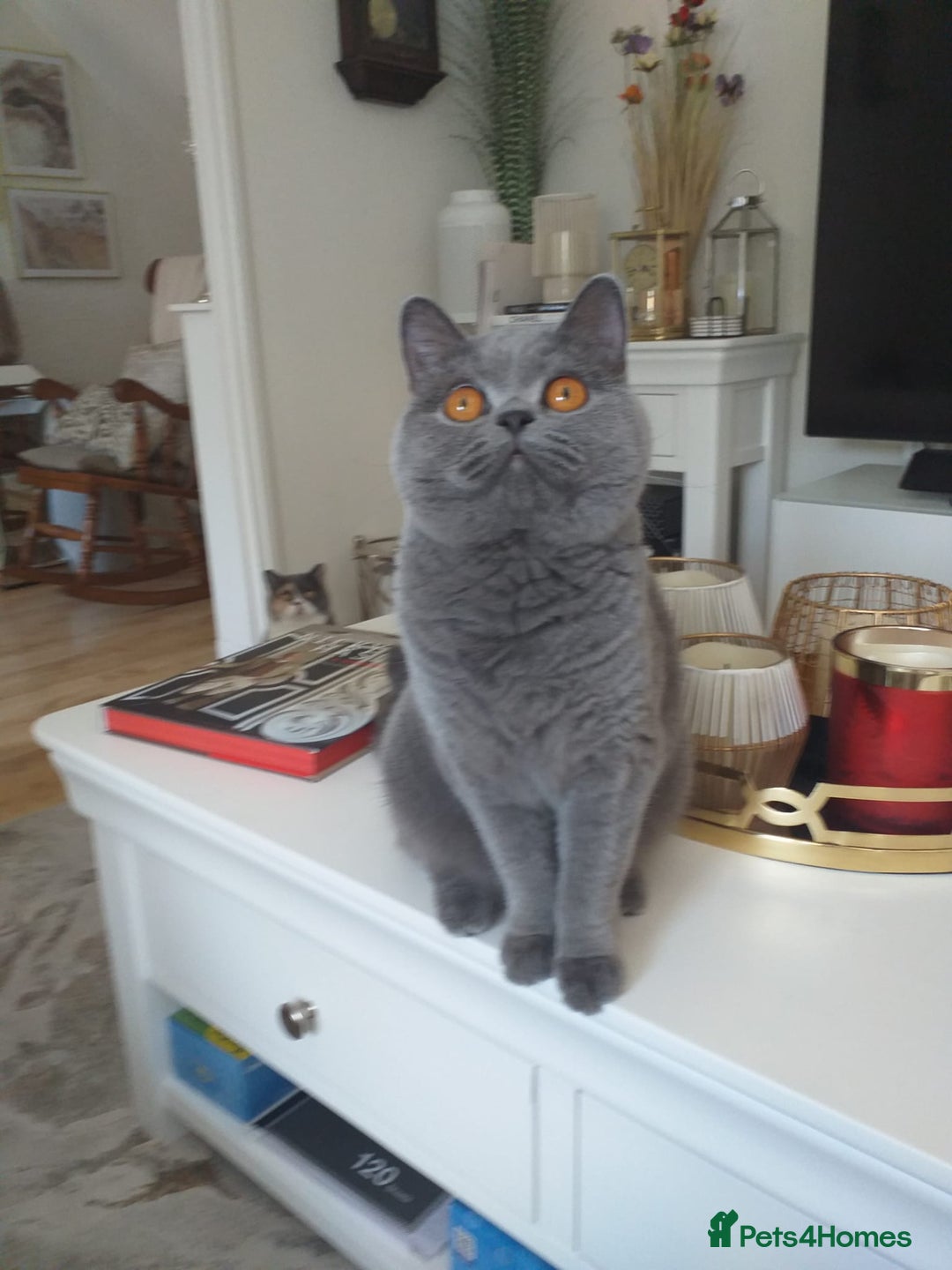 British Shorthair cats for sale: Blue British Shorthair Female - Image 2