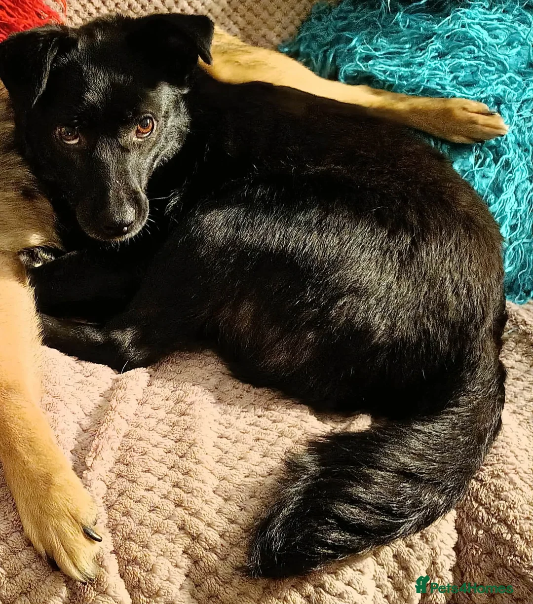 Mixed Breed dogs for adoption: BONDED PAIR: Spirit and Margot for adoption - Advert 11