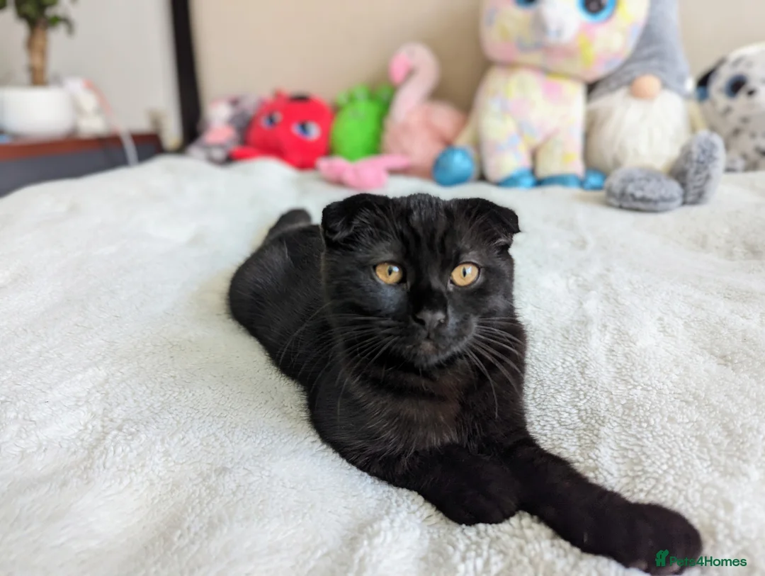 Mixed Breed cats for sale: Beautiful brown kittens ✨😻 - Advert 13