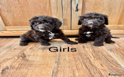 Cockapoo dogs for sale: Cockapoo Puppies Ready Now Fully Vaccinated  - Advert 9