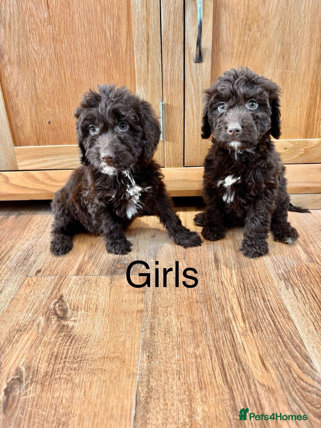 Cockapoo dogs for sale: Cockapoo Puppies Ready Now Fully Vaccinated  - Advert 9