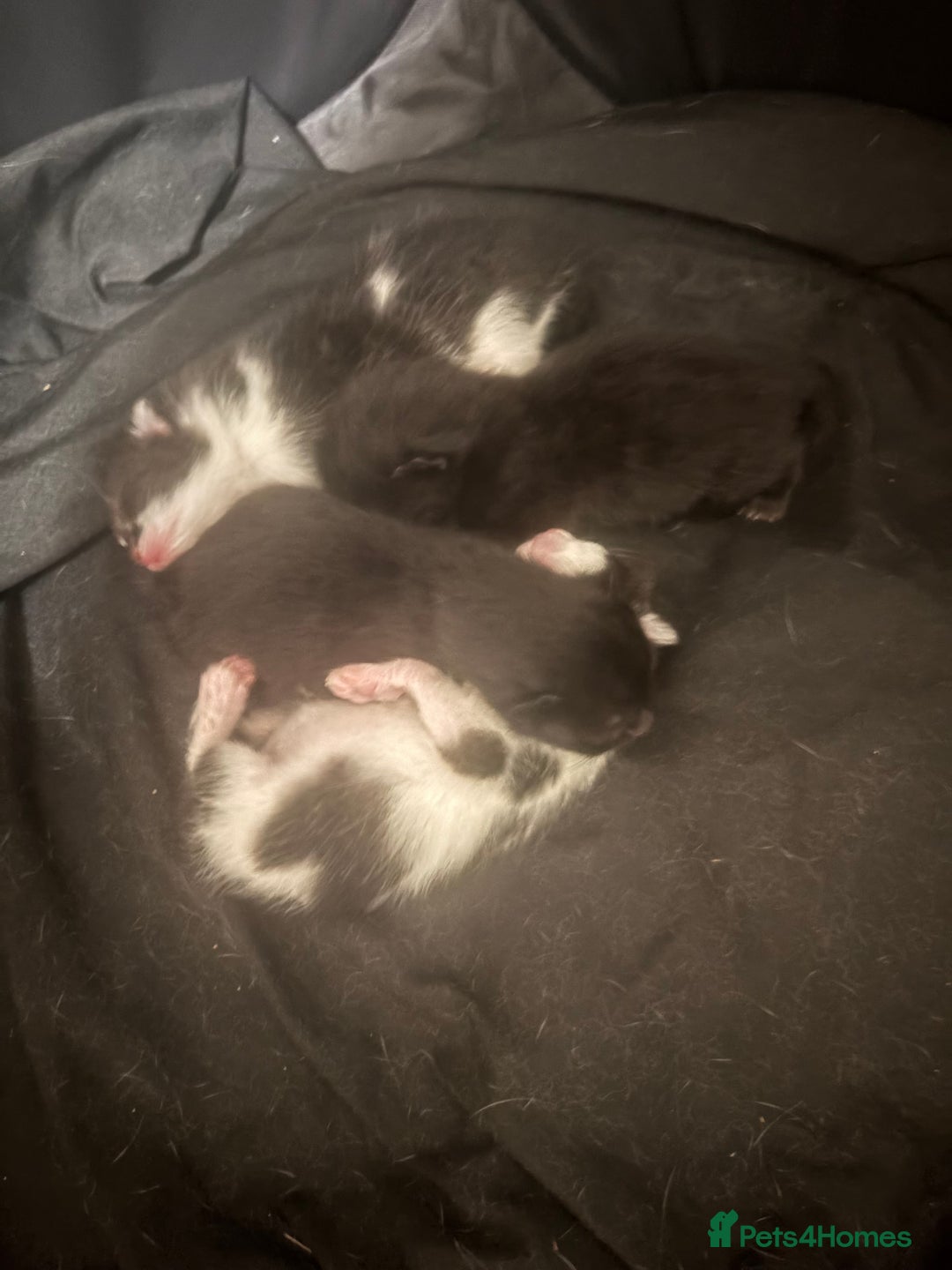 Mixed Breed cats for sale: 4 gorgeous kittens ready for  **   - Advert 1
