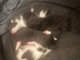 Mixed Breed cats for sale: 4 gorgeous kittens ready for ** - Advert 1