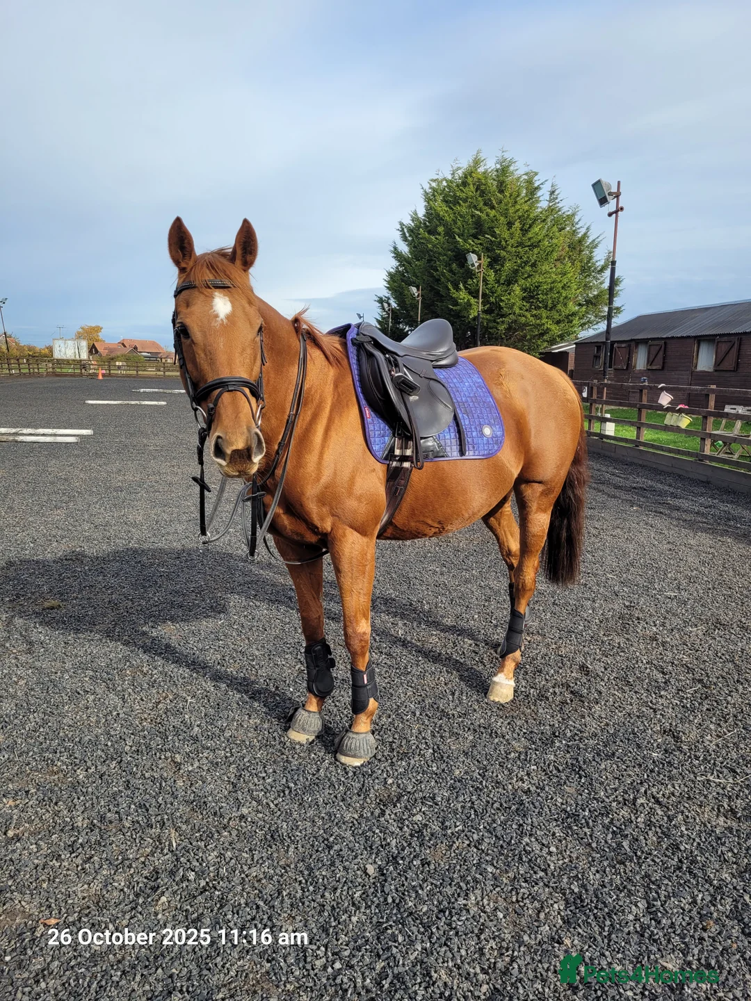 English Thoroughbred horses for sale: All rounder Chestnut mare Thoroughbred  - Advert 1