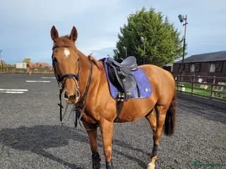 English Thoroughbred horses All rounder Chestnut mare Thoroughbred - Advert 1