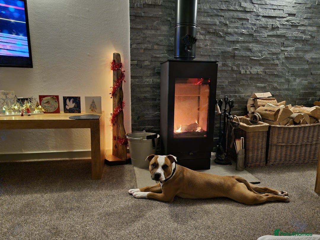 Staffordshire Bull Terrier dogs for sale: Male Staffordshire bull terrier  - Advert 10