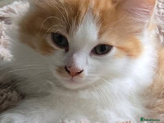 Ragdoll cats - Advert 35