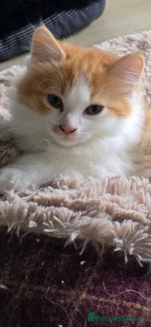 Ragdoll cats - Advert 2