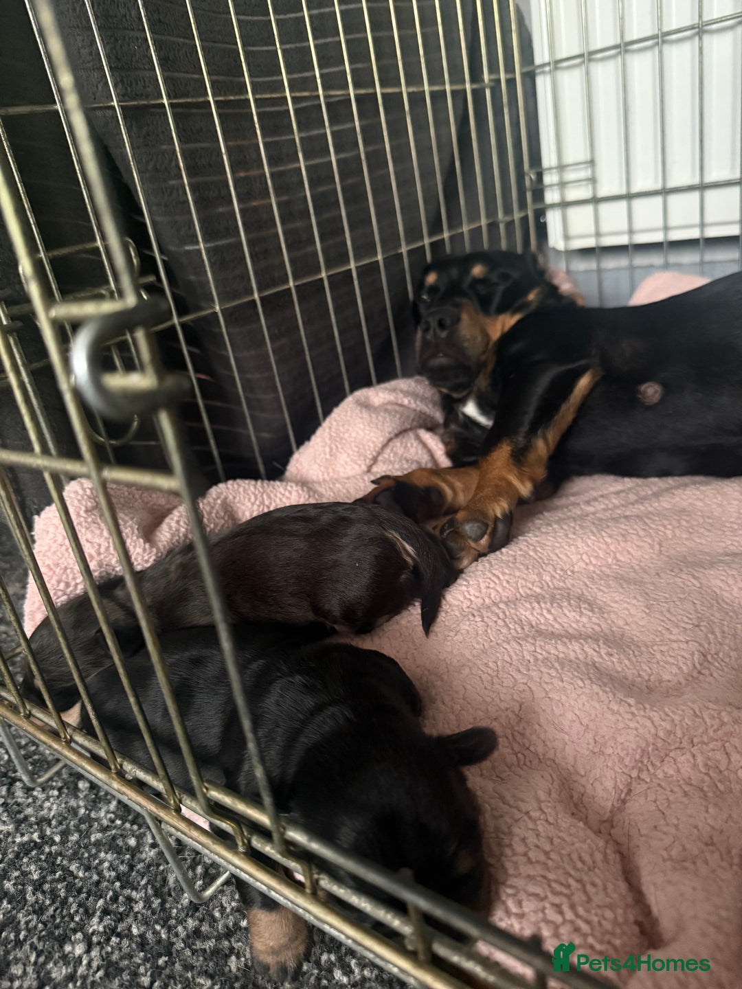 Mixed Breed dogs for sale: French weiner puppies - Image 10