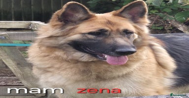 German Shepherd dogs - Advert 1