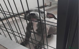 Staffordshire Bull Terrier dogs for sale: Blue Staff Puppies - Image 9