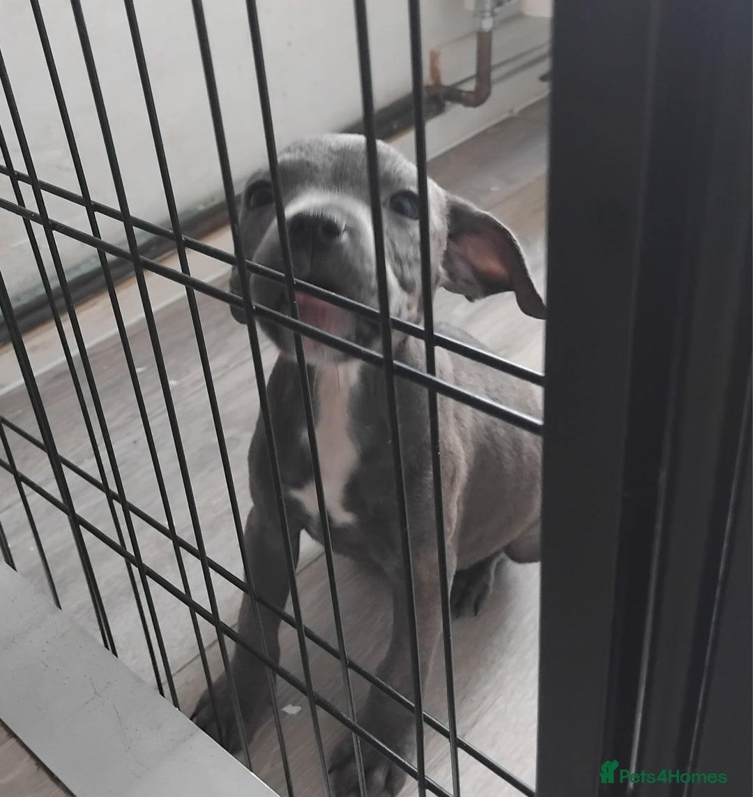 Staffordshire Bull Terrier dogs for sale: Blue Staff Puppies - Image 9