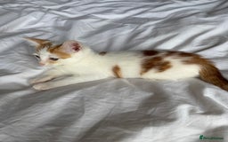 Mixed Breed cats for sale: Male female calico tortoiseshell grey kittens in Enfield - Image 3