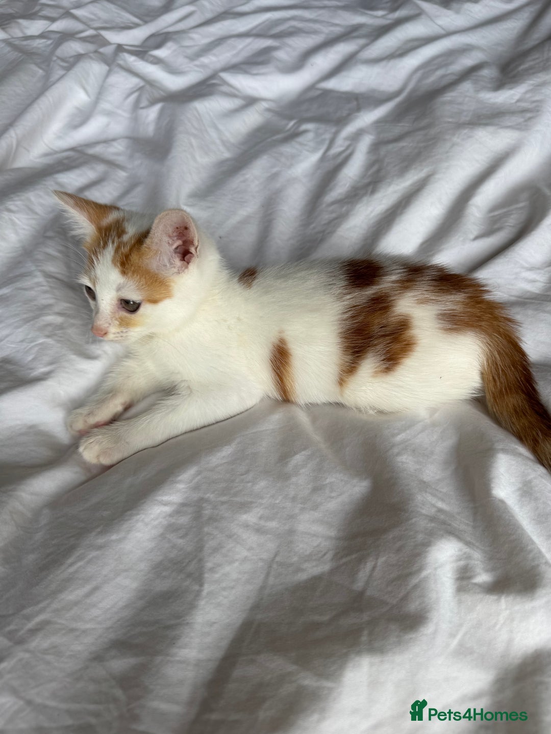 Mixed Breed cats for sale: Male female calico tortoiseshell grey kittens in Enfield - Image 3