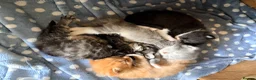 Maine Coon cats for sale: Maine coon cross tabby only 2 left  - Advert 11
