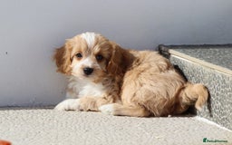 Cavapoo dogs for sale: F1 Cavapoo puppies for sale - Image 18