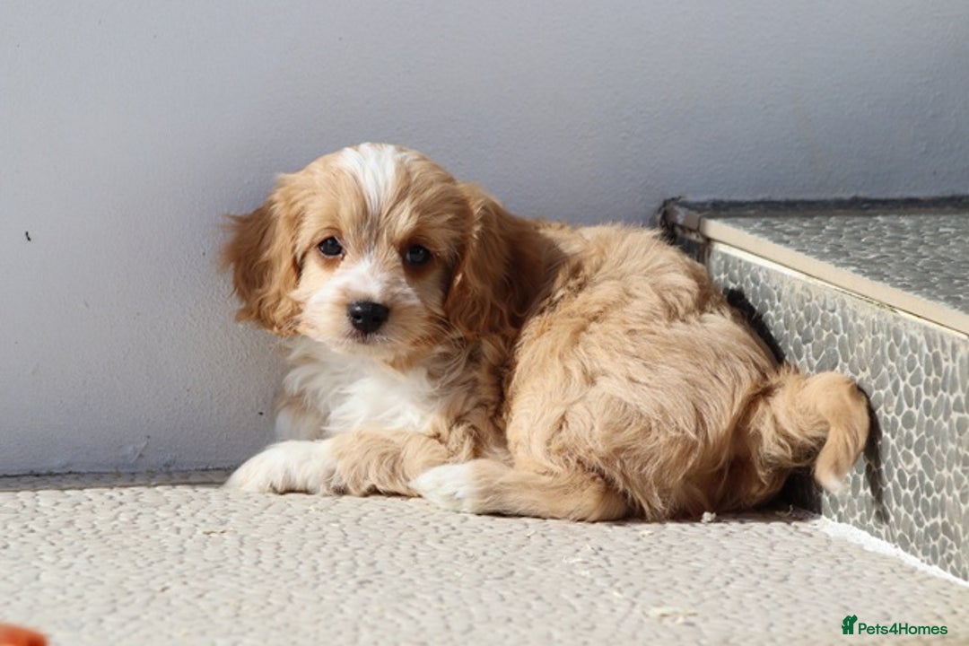 Cavapoo dogs for sale: F1 Cavapoo puppies for sale - Image 18