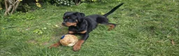 Rottweiler dogs for sale: KC Top ROTTWEILER Puppies , German blood - Advert 19
