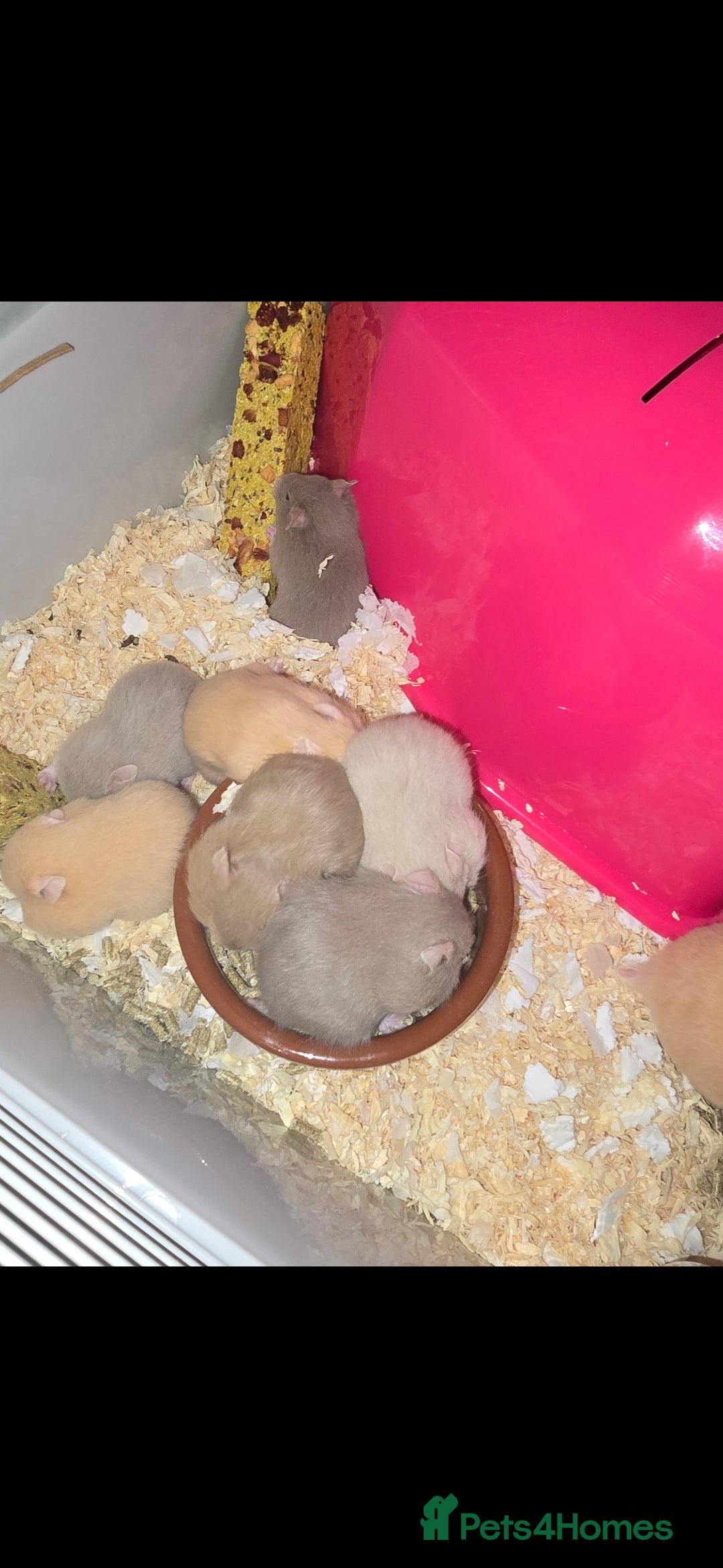 Hamster rodents for sale: Baby syrian hamsters  - Image 4