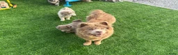 Chow Chow dogs for sale: Exotic colour pure chow chow puppies for sale  - Advert 24