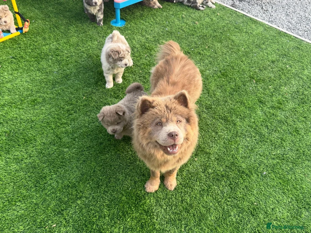 Chow Chow dogs for sale: Exotic colour pure chow chow puppies for sale  - Advert 24