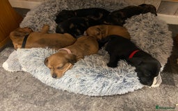 Mixed Breed dogs for sale: Dachshund cross Patterdale - Image 17