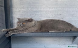 British Shorthair cats for stud: 👑  STUD BLUE CHAMPION BRED EAST MIDLANDS  in Derby - Image 2