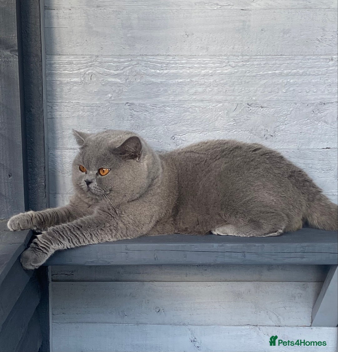 British Shorthair cats for stud: 👑  STUD BLUE CHAMPION BRED EAST MIDLANDS  in Derby - Image 2