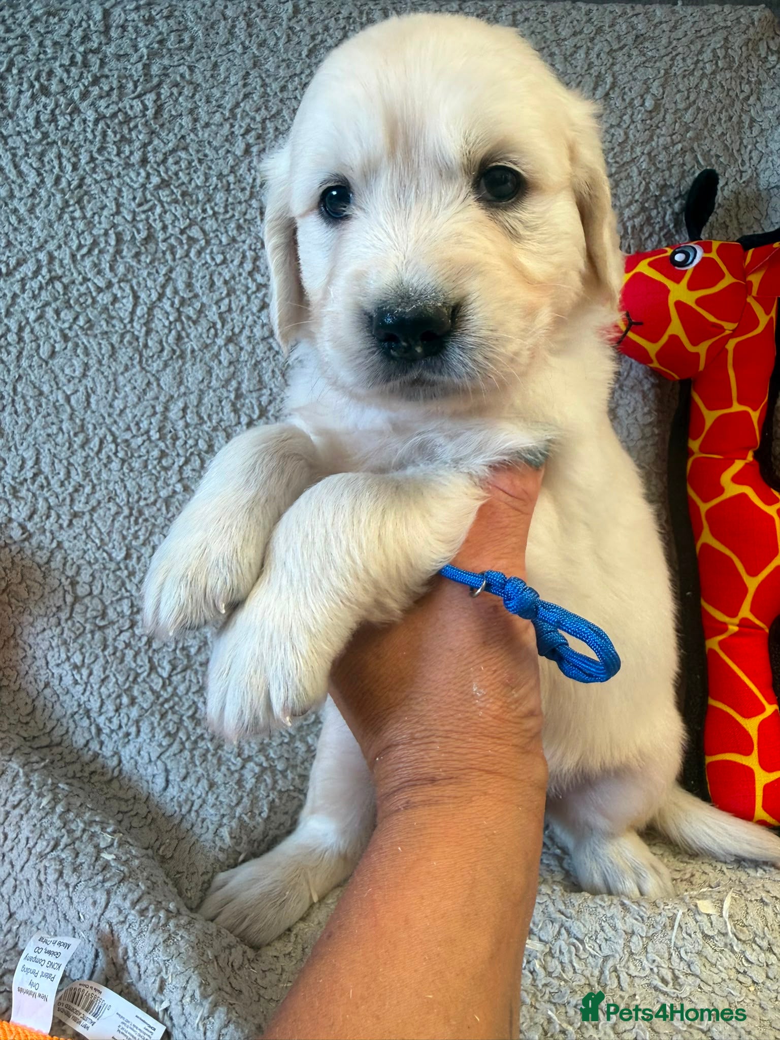 Golden Retriever dogs Gorgeous pups 2 boys - all tested - Advert 1