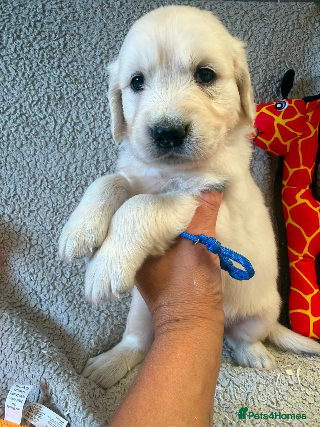 Golden Retriever dogs for sale: Gorgeous pups 2 boys - all tested - Advert 1