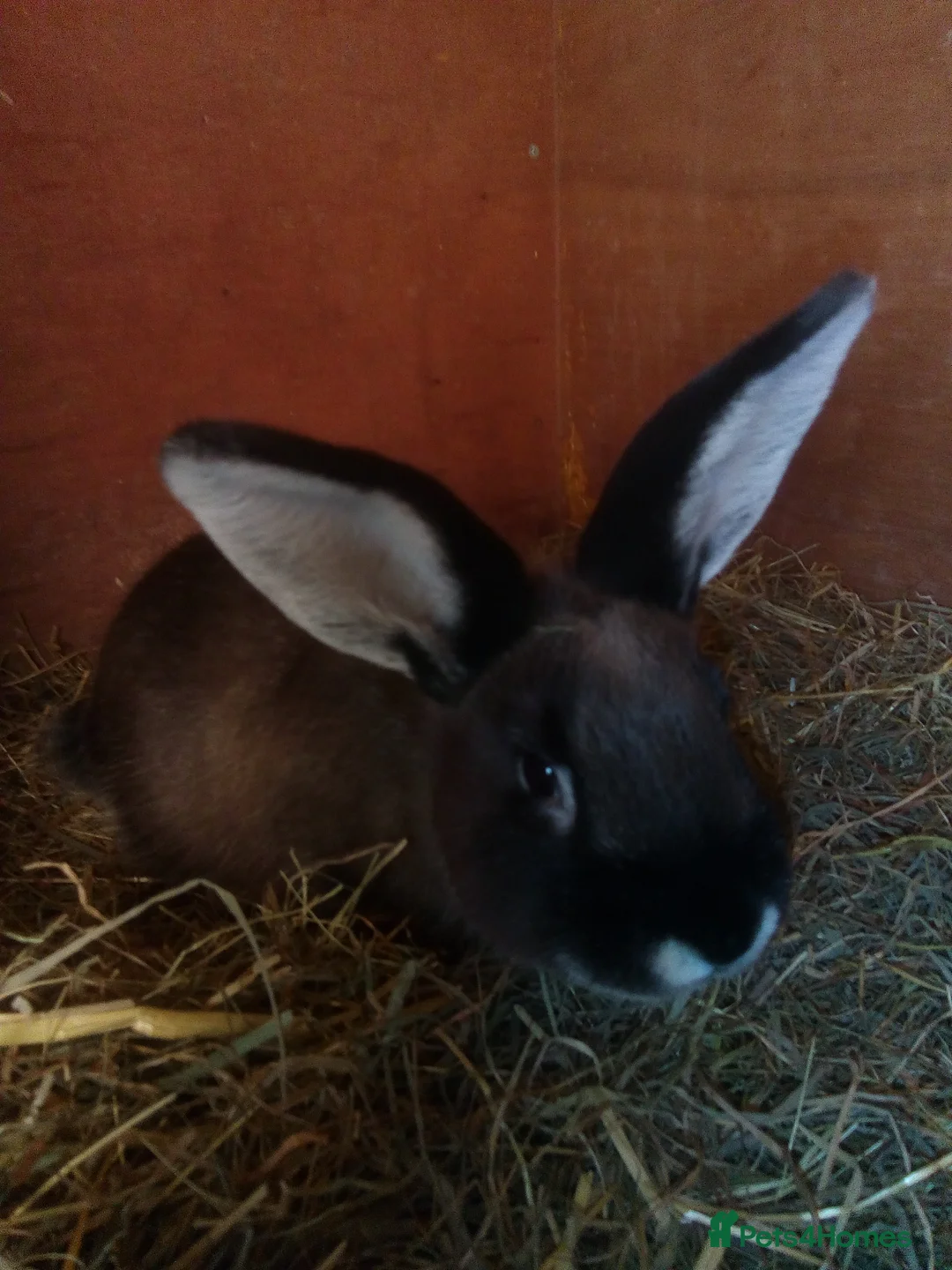Sable rabbits for sale: Baby Sable Marten buck in Leominster - Advert 5