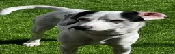 Mixed Breed dogs for sale: Cocker jackapoo in Darlington - Advert 1