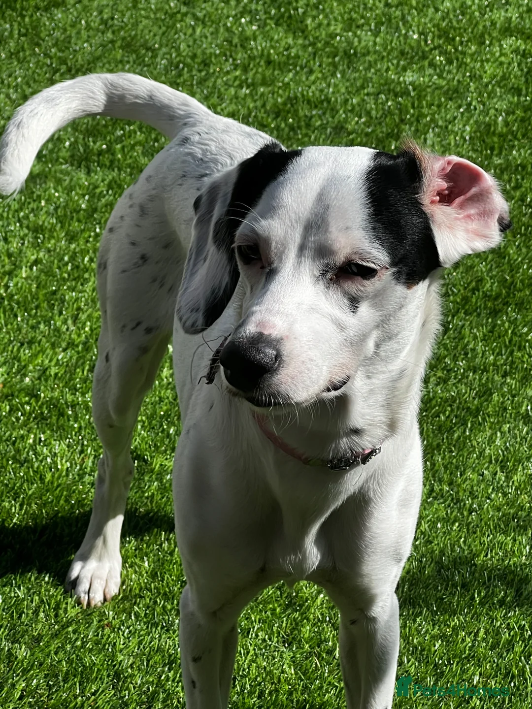 Mixed Breed dogs for sale: Cocker jackapoo in Darlington - Advert 1