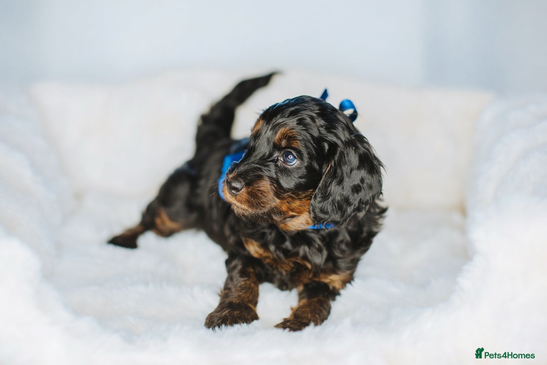 Cockapoo dogs for sale:  READY NOW!! 💙🐶💙2 boys Amazing F1b Cockapoos  - Advert 30