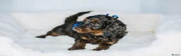Cockapoo dogs for sale:  READY NOW!! 💙🐶💙2 boys Amazing F1b Cockapoos  - Advert 30