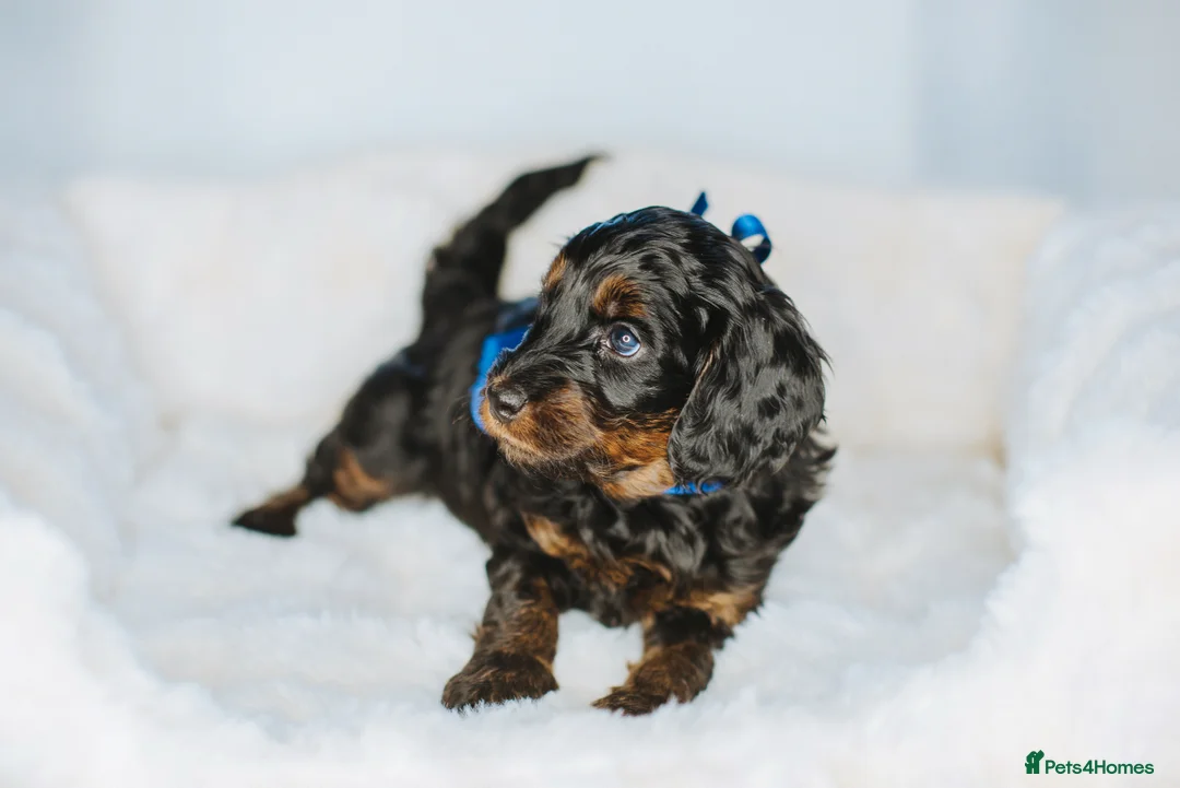 Cockapoo dogs for sale:  READY NOW!! 💙🐶💙2 boys Amazing F1b Cockapoos  - Advert 30