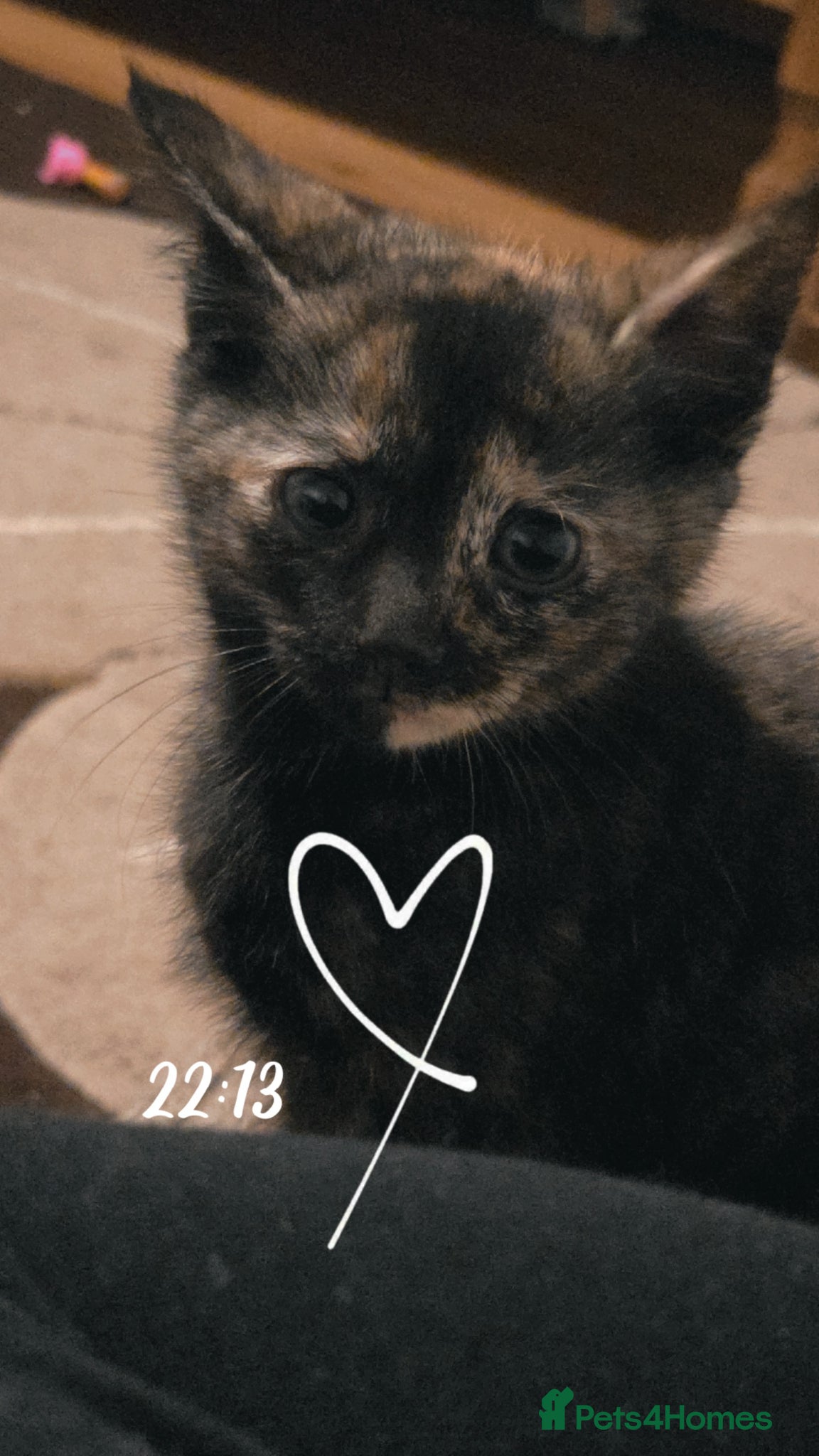 Mixed Breed cats Affectionate kittens  - Advert 1