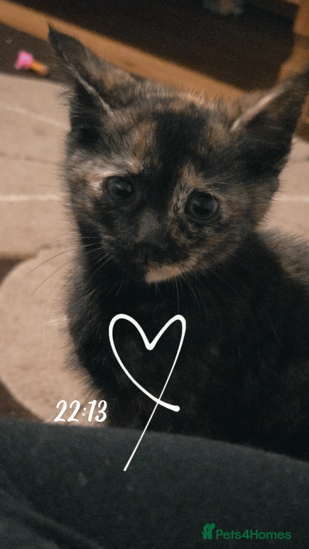 Mixed Breed cats for sale: Affectionate kittens  - Advert 1