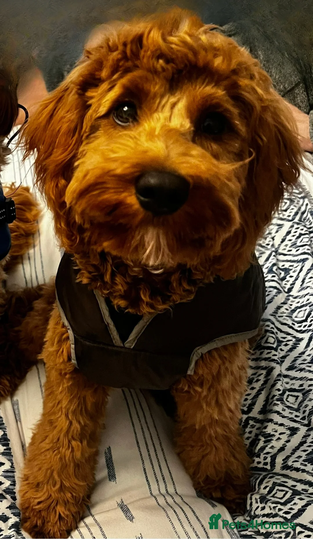 Cavapoo dogs for sale: Beautiful 9 Month Old F1 Cavapoo Boy - Advert 2