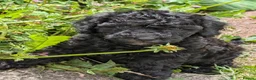 Cockapoo dogs for sale: F2b cockapoo pups health test parents - Advert 16
