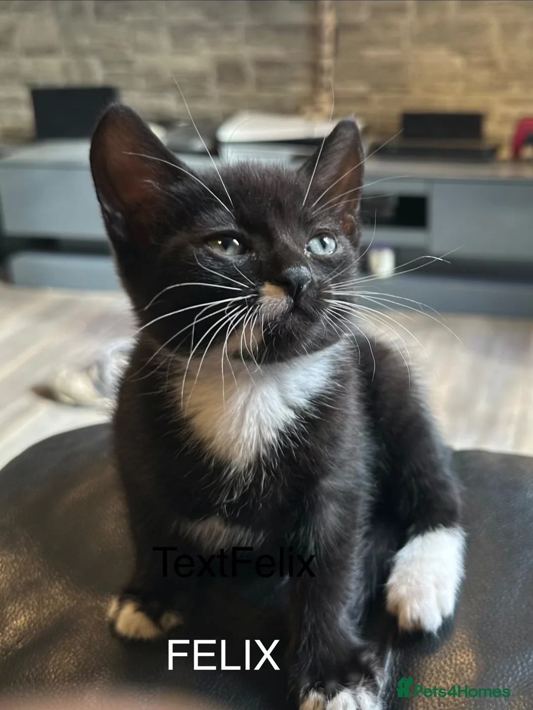 Mixed Breed cats for sale: Kittens - Advert 6